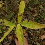 Comarum palustre Foglia