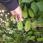 Persicaria chinensis Kukka