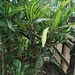 Codiaeum variegatum ശീലം