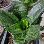 Sansevieria trifasciataЛіст