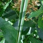 Rhynchospora organensis Hoja