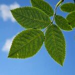 Rosa villosa Leaf