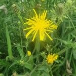 Sonchus arvensisBlodyn