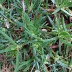 Carpobrotus edulisLeaf