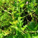 Cleome rutidosperma Habitus