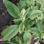 Amaranthus spinosus Leaf