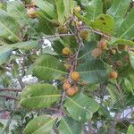 Cupaniopsis anacardioides Fruit