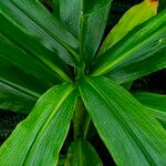 Pollia japonica List