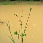 Juncus acuminatusBlad