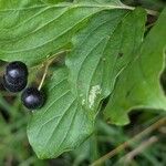 Cornus sanguineaΦρούτο