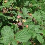 Rubus niveus Blomma