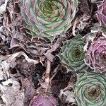 Sempervivum tectorum 形态