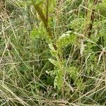 Jacobaea erucifolia Leaf