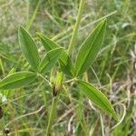 Trifolium pannonicum Feuille