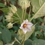 Solanum didymum