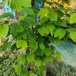 Bauhinia acuminata Blatt