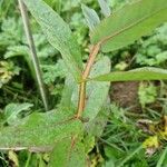 Eucalyptus nitens Likasa