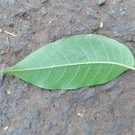 Toona ciliata Leaf