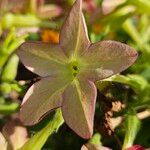 Nicotiana alata Λουλούδι