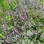 Salvia fruticosa Habit