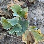 Eryngium maritimum পাতা