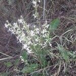 Silene tatarica Blomma