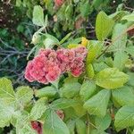 Rhus aromatica Плод