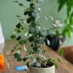 Ficus deltoidea Плод