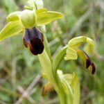 Ophrys sulcata Kita