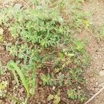 Euphorbia prostrata Liść