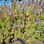 Coleus neochilus Blodyn