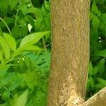 Styrax japonicus Bark