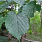 Tilia x europaea Blad