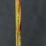 Psilurus incurvus Ekosanga