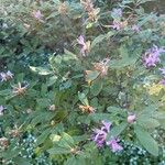 Rhododendron canadense Flor
