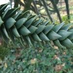 Araucaria araucana Blad