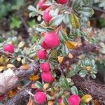 Cotoneaster microphyllus Gyümölcs