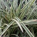 Carex morrowii Hostoa