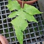 Dorstenia contrajerva Leaf