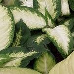 Dieffenbachia seguine Habitus