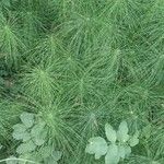 Equisetum sylvaticum Övriga