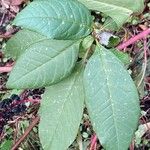 Phytolacca americana Blatt