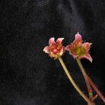 Rubus nepalensis Plante entière