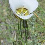 Calochortus gunnisonii Λουλούδι