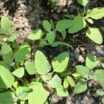 Atriplex hortensis Hoja