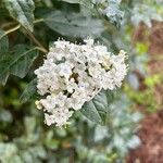 Viburnum rugosum Blüte