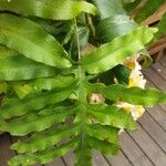 Dendrobium thyrsiflorum Hoja