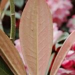 Rhododendron insigne Leaf