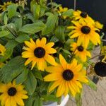 Rudbeckia triloba Flower