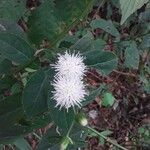 Melanthera nivea Virág